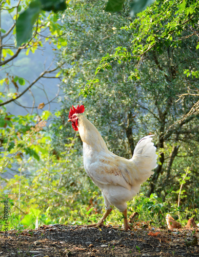 free range chickens photo