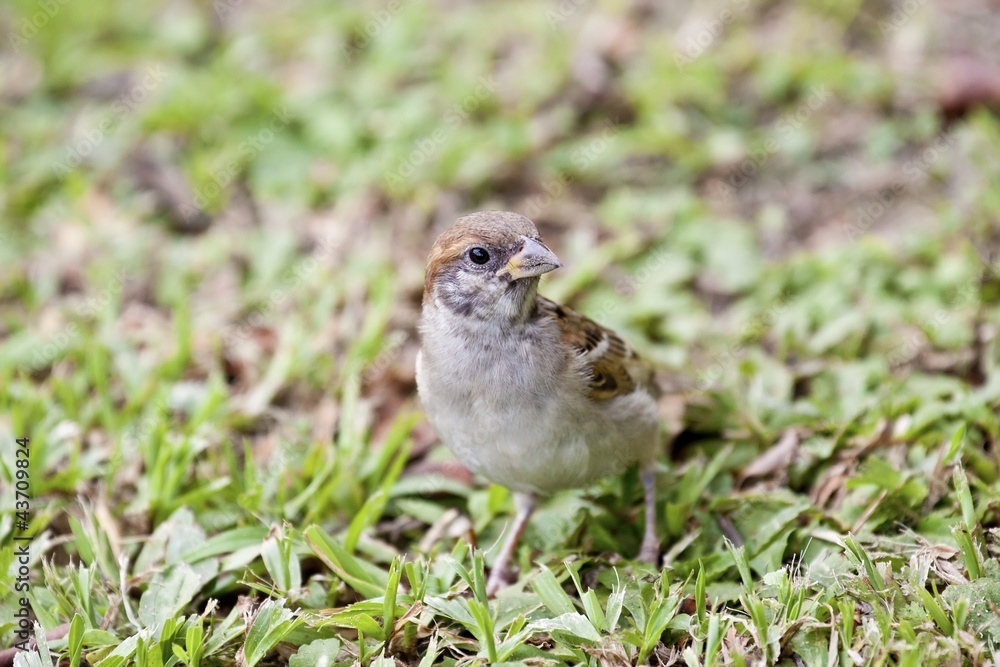 tree sparrow tree sparrow