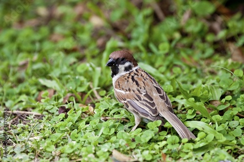tree sparrow © photoncatcher36