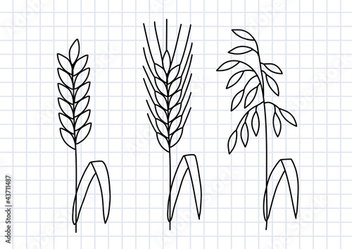 Drawing of cereals on squared paper