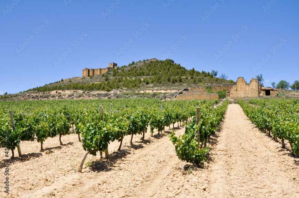 Viñedos junto al castillo de Davalillo, La Rioja (España)