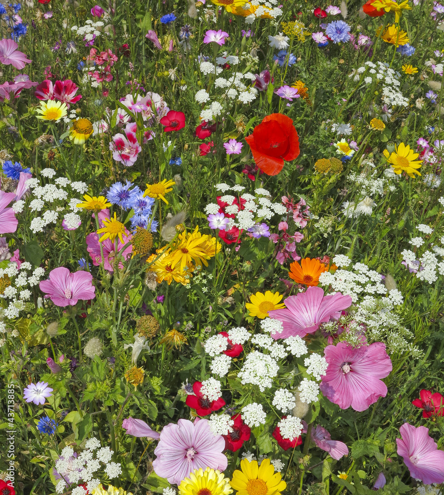 Obraz premium wild flower on a summer meadow