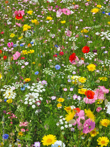 wild flower on a meadow