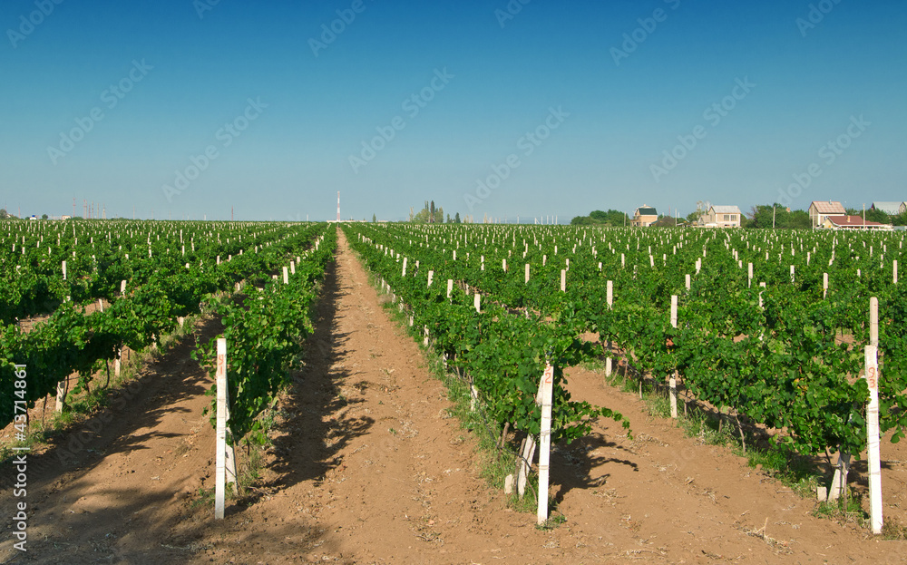 vineyard against sky