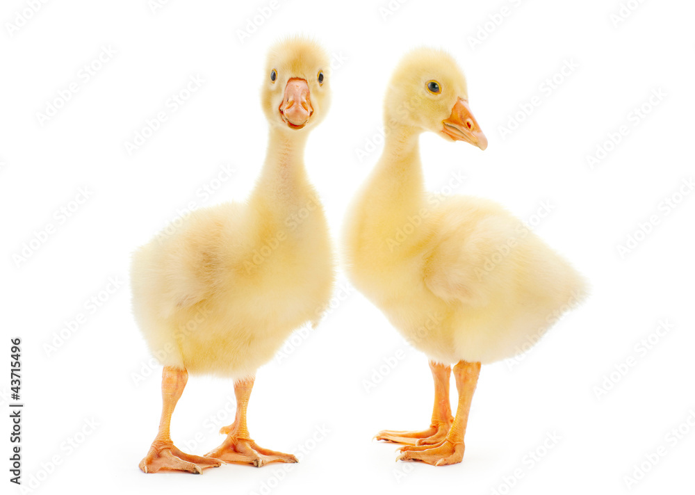 Goose isolated Goose isolated