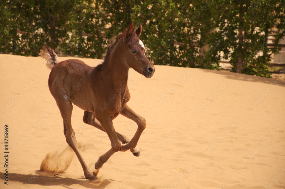 Arabian Foal