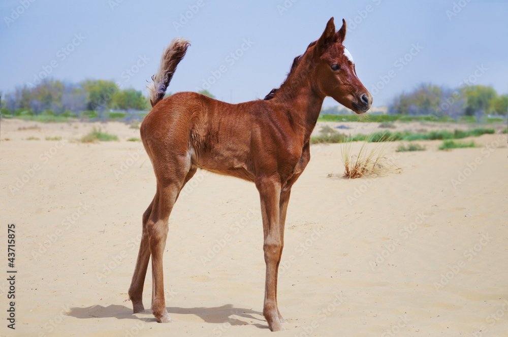 Arabian Foal