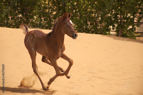 Arabian Foal