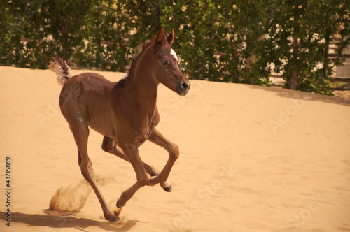 Obraz na płótnie Arabian Foal w salonie