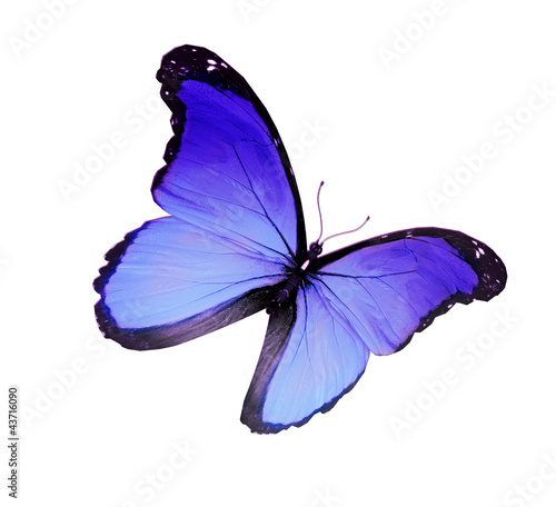 Blue butterfly on white background © suns07butterfly