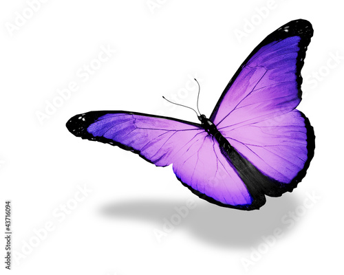 Light violet butterfly flying, isolated on white background