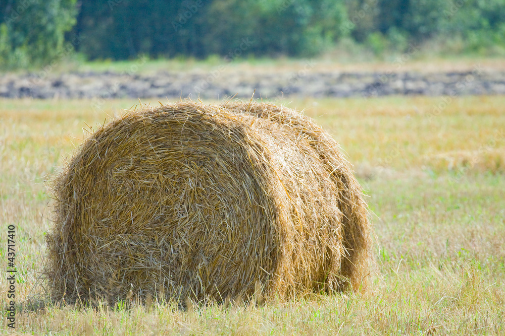harvested field with straw bales in summer