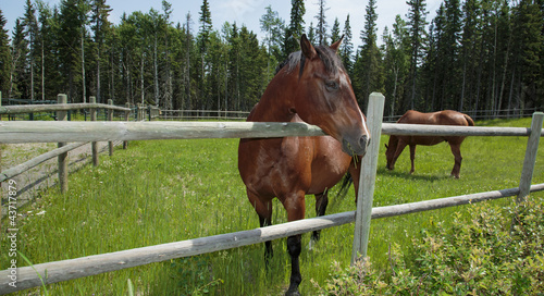 horses grazing in pasture