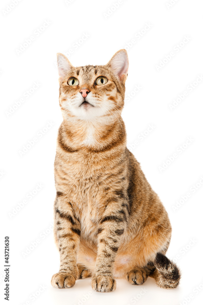 Portrait of a striped cat, isolated on white