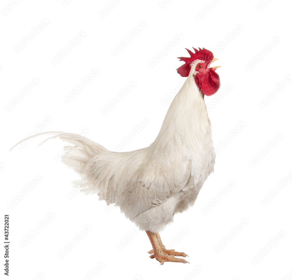 Fototapeta premium Screaming cock. isolated