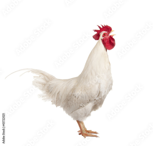 Fototapet Screaming cock. isolated