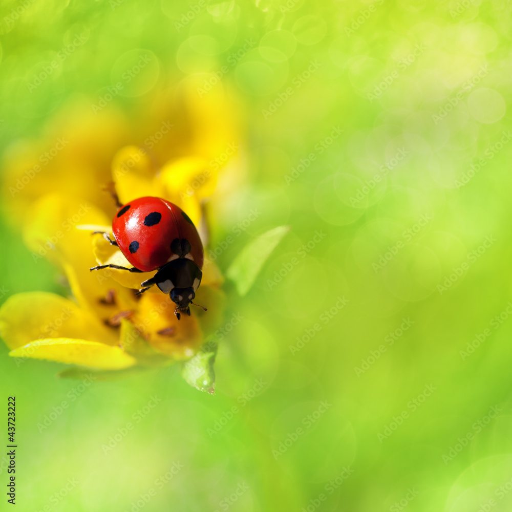 Beautiful ladybird on a flower Beautiful ladybird on a flower