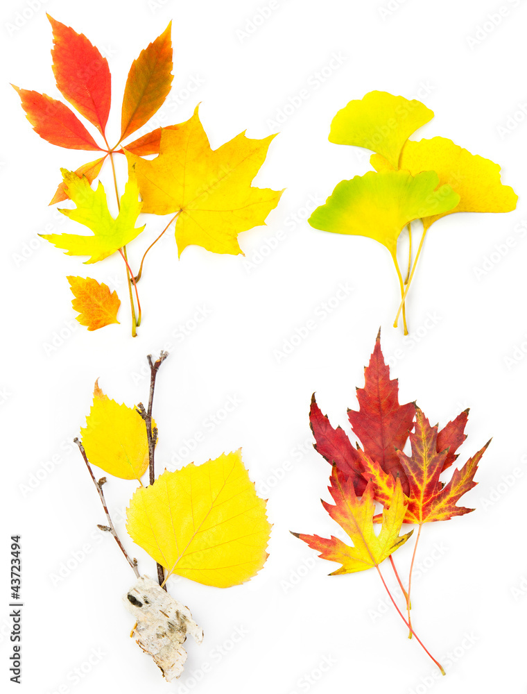 Obraz premium Composition Set of Beautiful Autumn Leaves / isolated