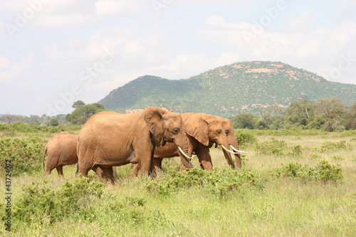Elefanten  Elephants in Kenya