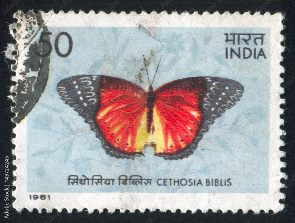 Fototapeta premium butterfly