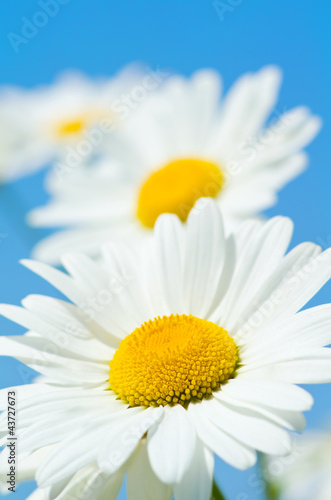 Fototapeta Naklejka Na Ścianę i Meble -  Beautiful daisy close-up