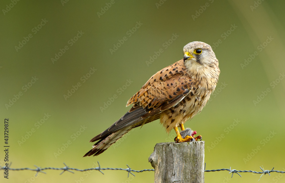 Naklejka premium Young common Kestrel and a mouse