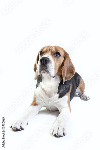 Cute beagle on white © SirChopin