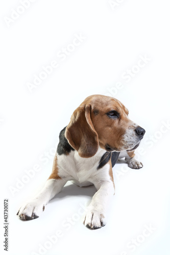 Cute beagle on white