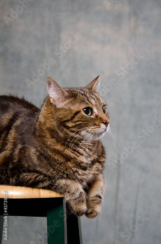 Adult tabby cat © Tony Campbell
