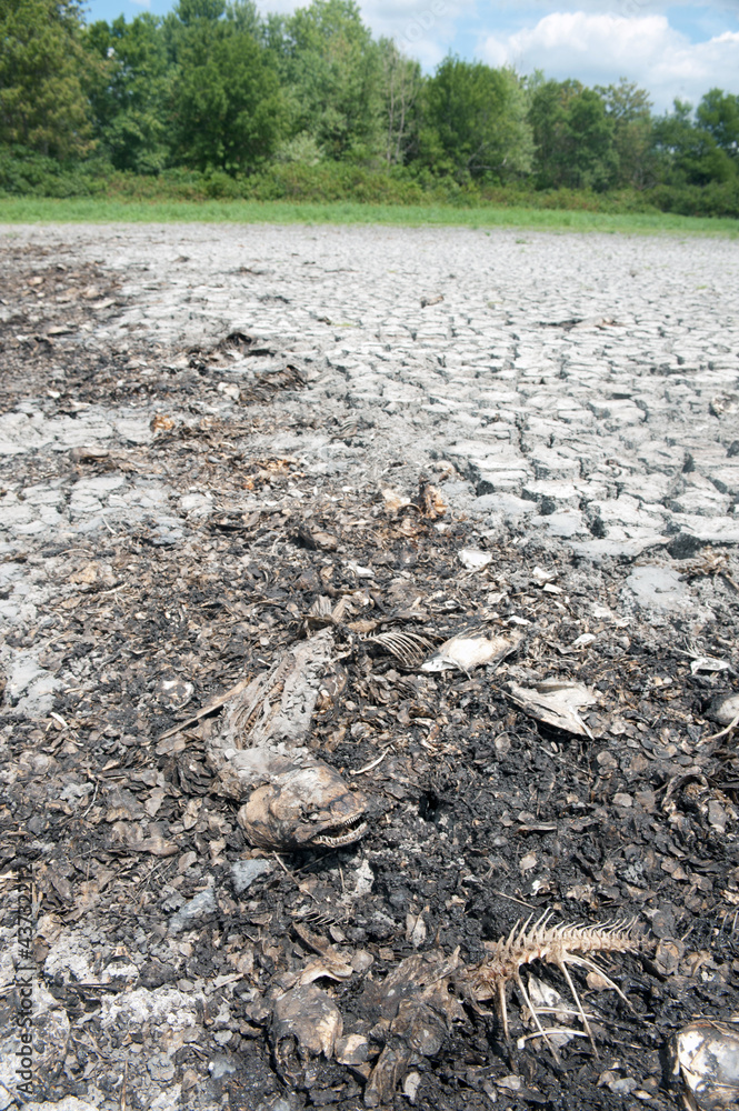 Obraz premium Dead fish on dry wetland