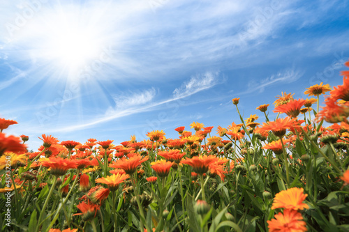 Fototapeta Naklejka Na Ścianę i Meble -  yellow african daisy with sky