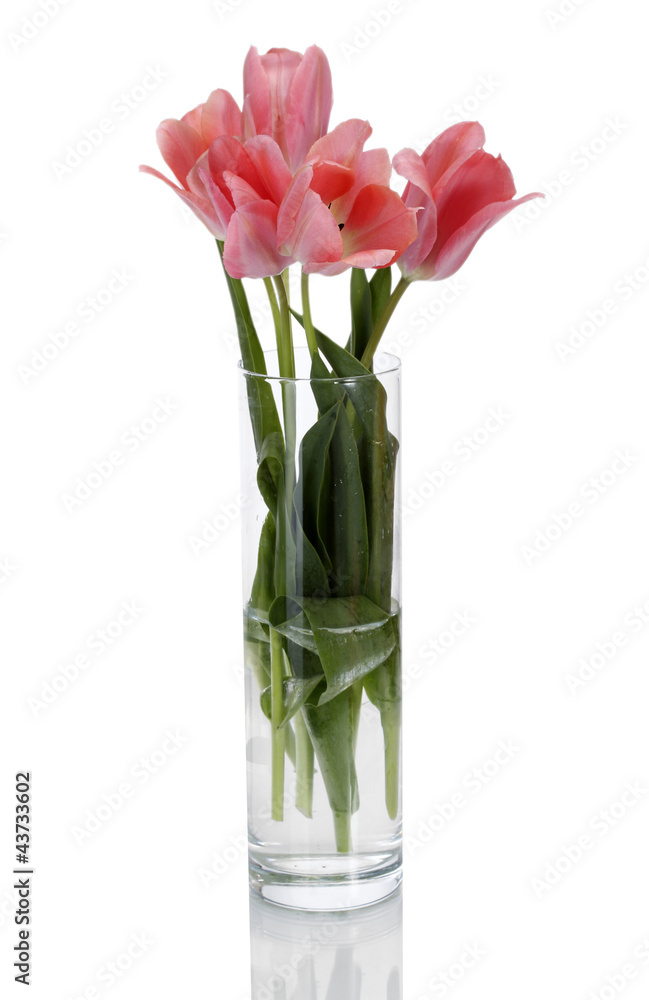 beautiful pink tulips in glass vase isolated on white. beautiful pink tulips in glass vase isolated on white.