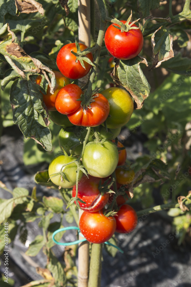 pomodori pomodori