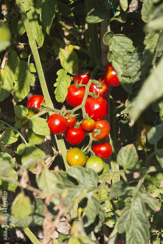 pomodori