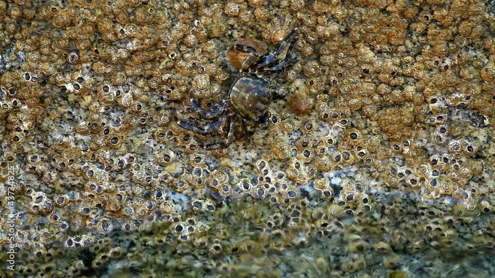 In a rock a crab eating In a rock a crab eating