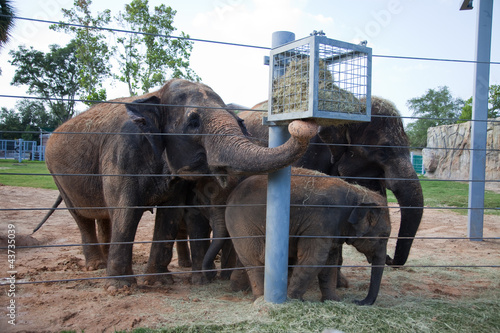 Family group of lephants in zoo