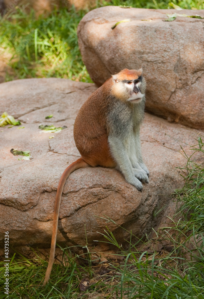Obraz premium Patas Monkey sitting on rock