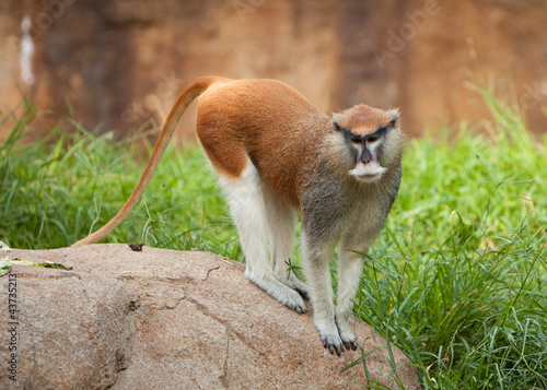 PAtas Monkey standing on rock photo