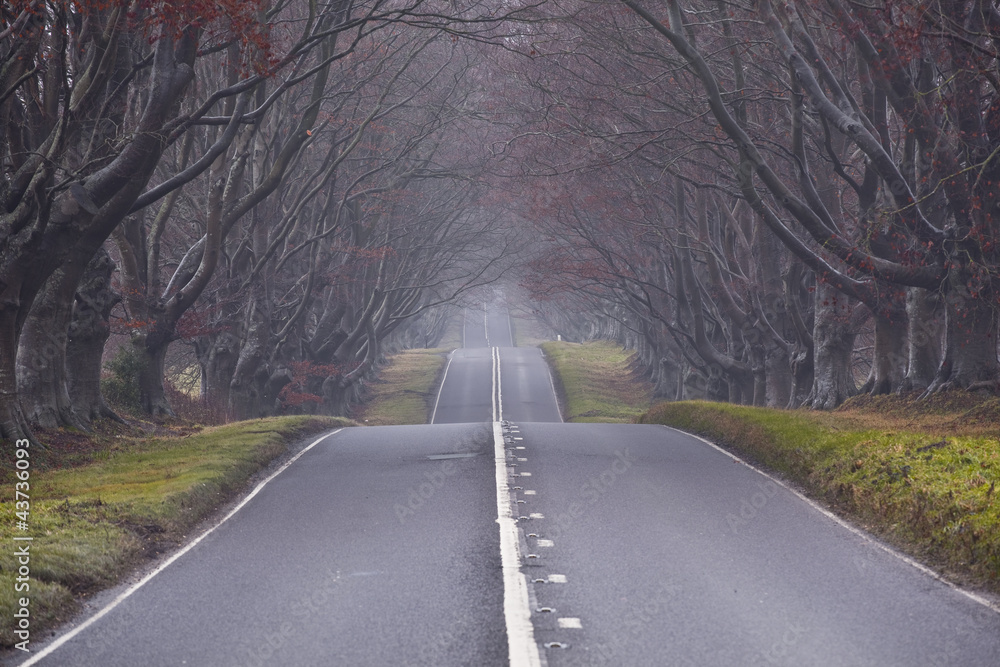 Fototapeta premium The beech avenue at Kingston Lacy