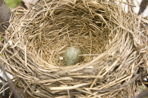 Bird nest