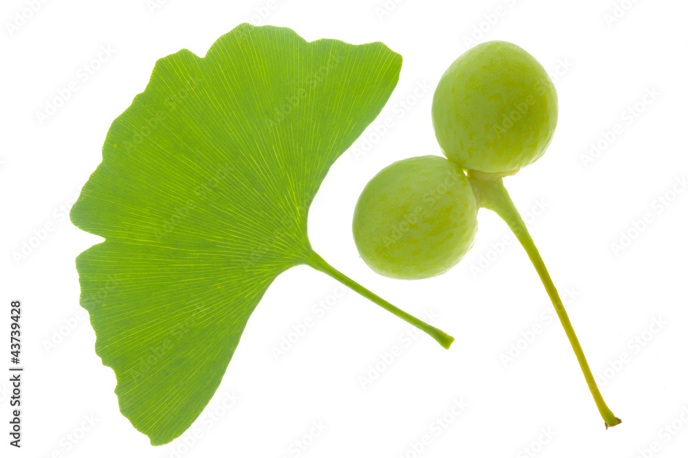 Ginkgo Ginkgo