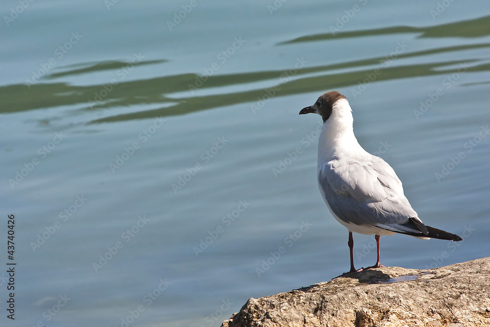 Fototapeta premium gabbiano