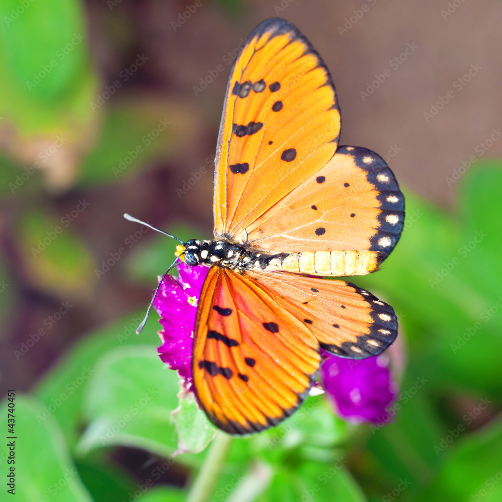 Obraz premium Acraea Butterfly on Globe Amaranth Flower