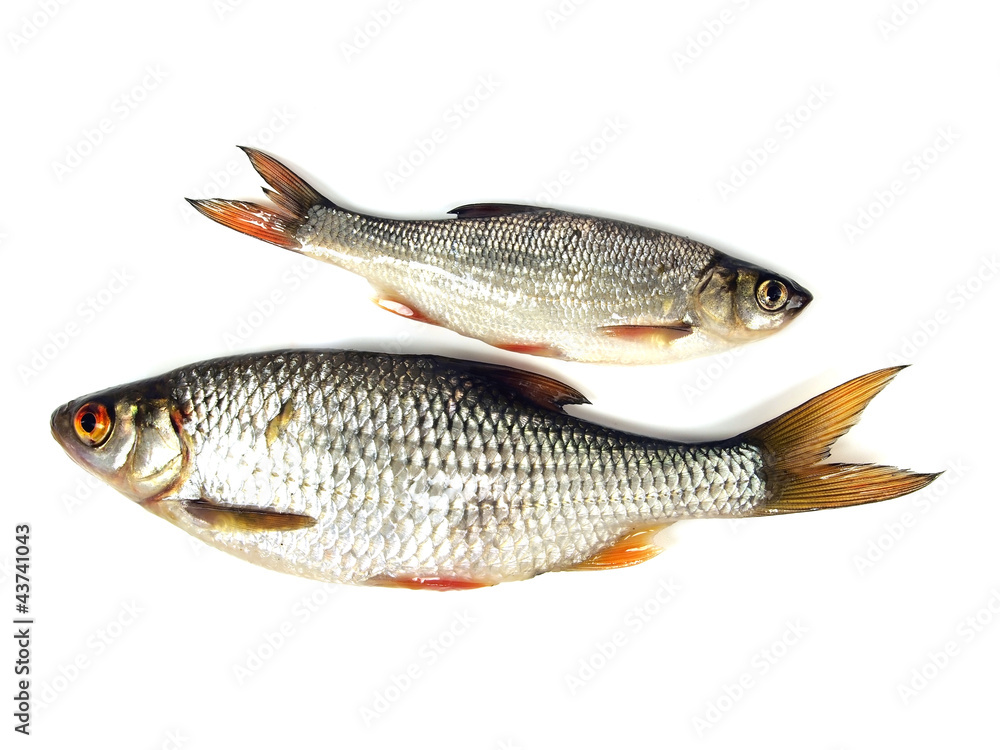 roach (Rutilus rutilus) roach (Rutilus rutilus)