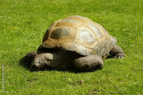 Riesenschildkröte