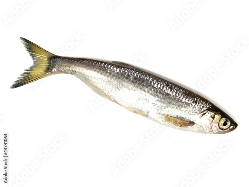 Obraz na plátně ablet (Alburnus alburnus)