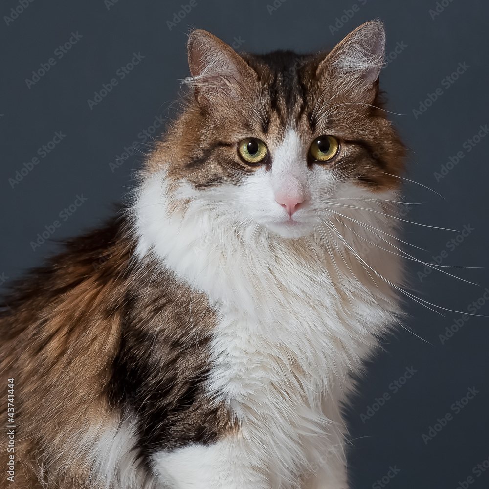 A studio portrait of a Norwegian cat . A studio portrait of a Norwegian cat .