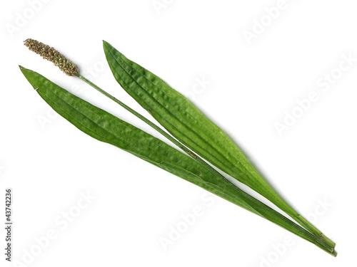 Ribwort plantain - (Plantago Lanceolata)