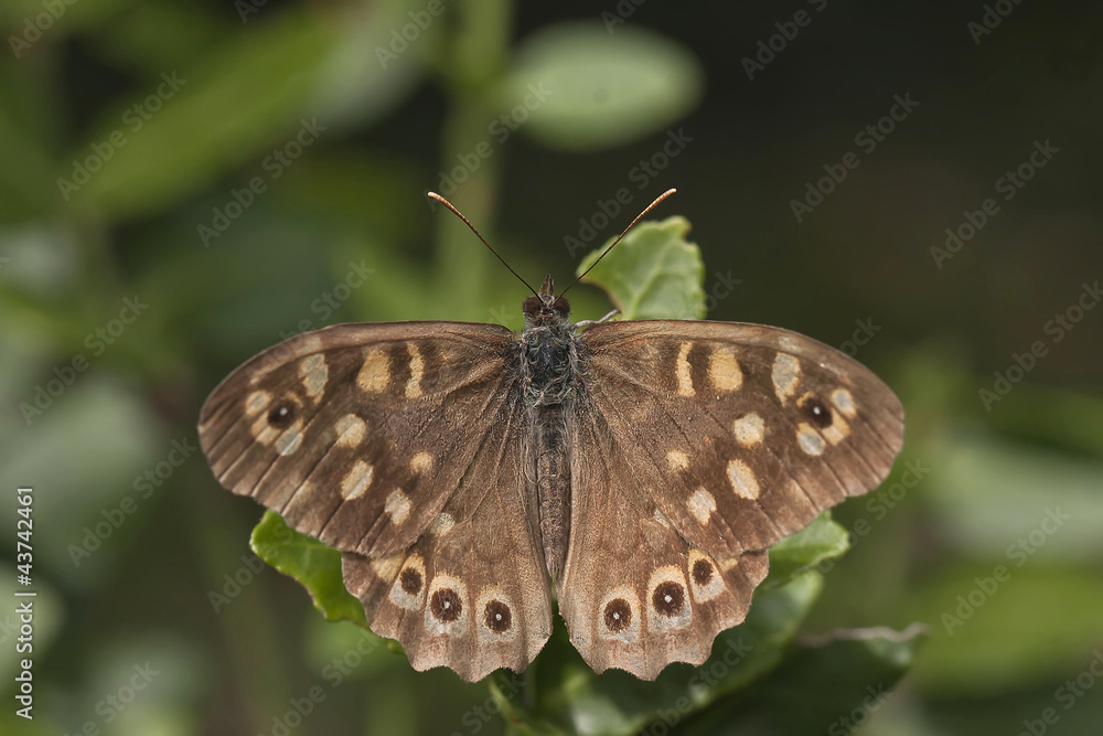 Obraz premium Farfalla