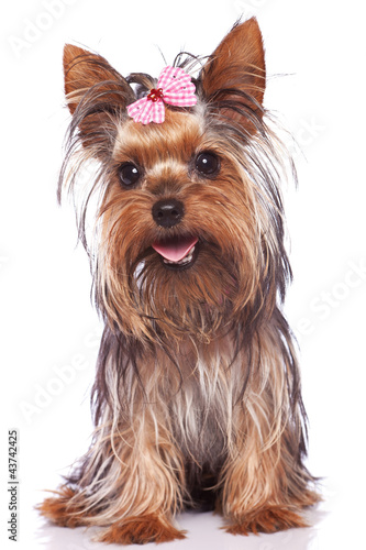 yorkshire terrier puppy dog sitting and panting